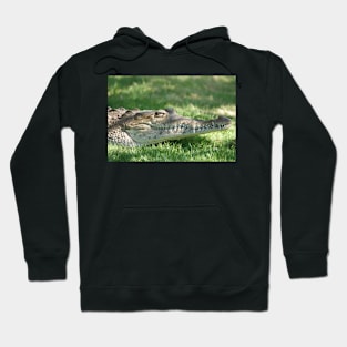 American crocodile (Crocodylus acutus) in Florida, USA Hoodie